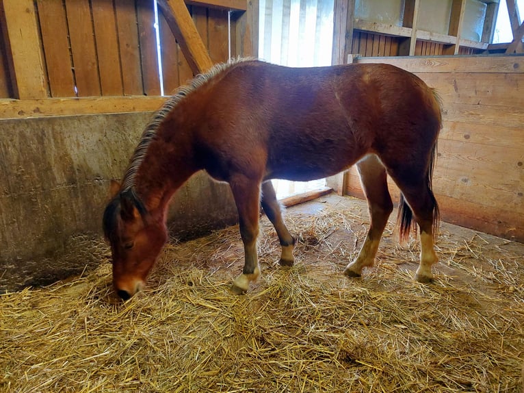 Freiberger Merrie 2 Jaar 154 cm in Innerberg