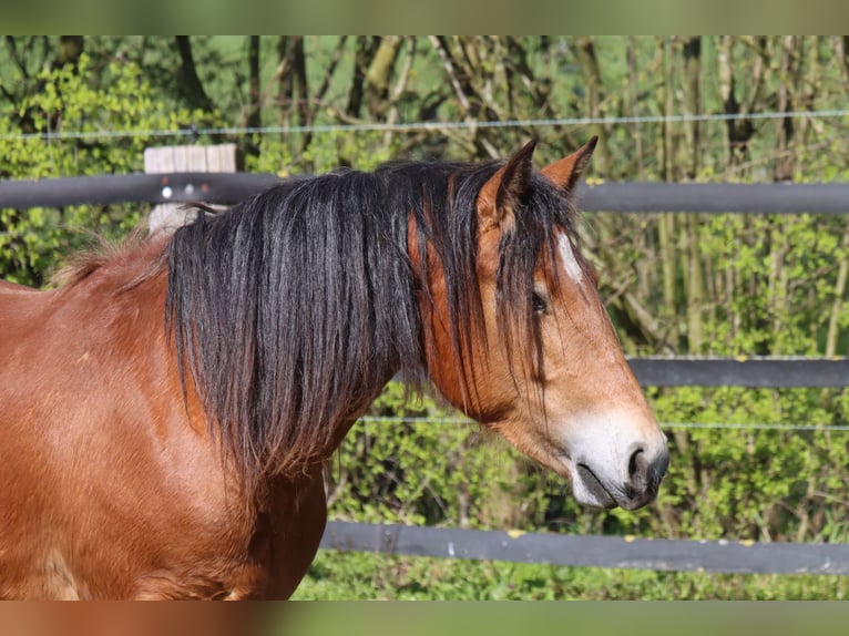 Freiberger Merrie 2 Jaar 156 cm Bruin in Barenburg