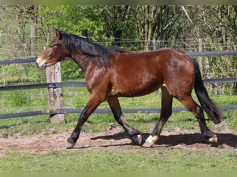 Freiberger Merrie 2 Jaar 156 cm Bruin in Barenburg