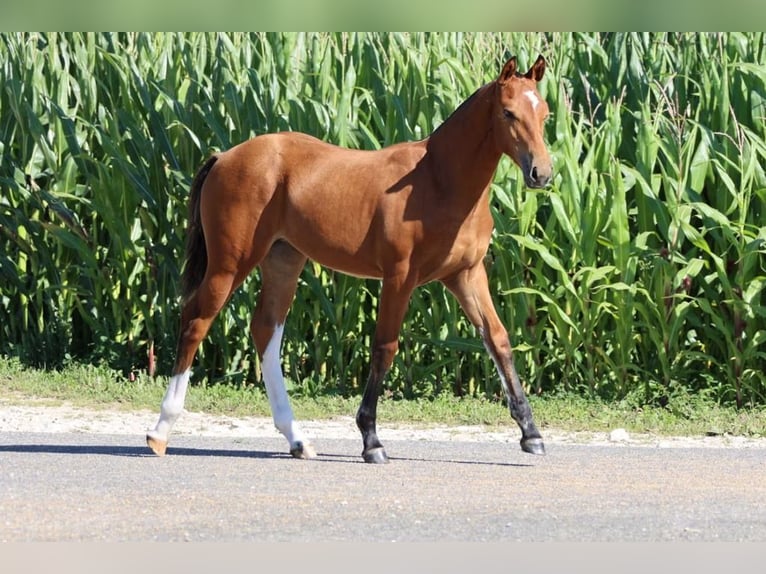 Freiberger Merrie 2 Jaar 157 cm Bruin in Paderborn