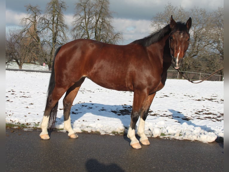Freiberger Merrie 3 Jaar 150 cm Bruin in Sch&#xF6;nholzerswilen
