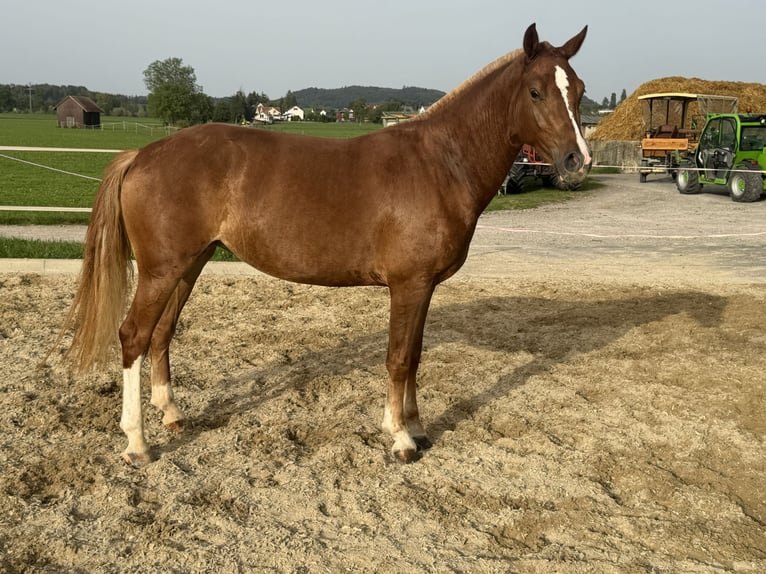Freiberger Merrie 3 Jaar 151 cm Vos in Niederbüren