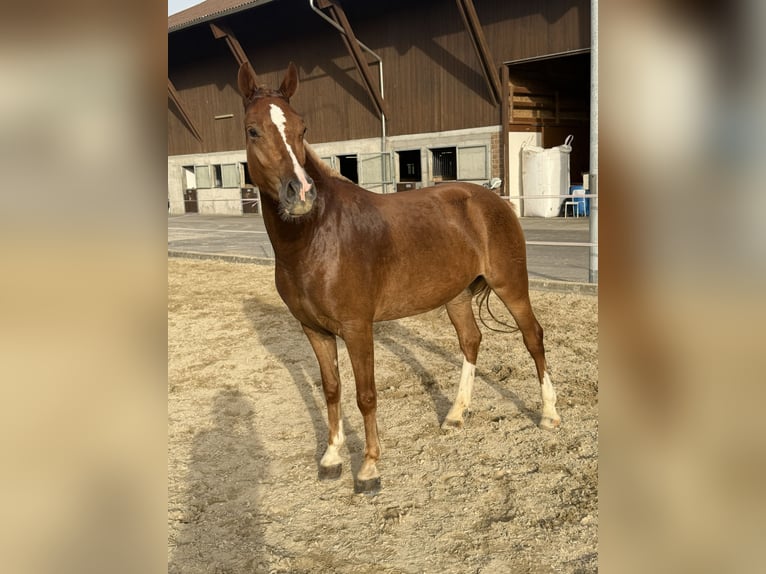 Freiberger Merrie 3 Jaar 151 cm Vos in Niederbüren