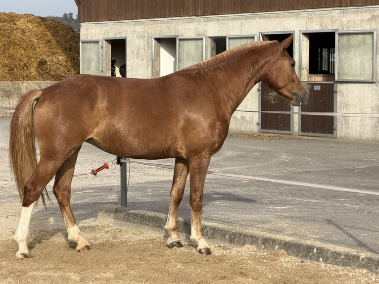 Freiberger Merrie 3 Jaar 151 cm Vos in Niederbüren