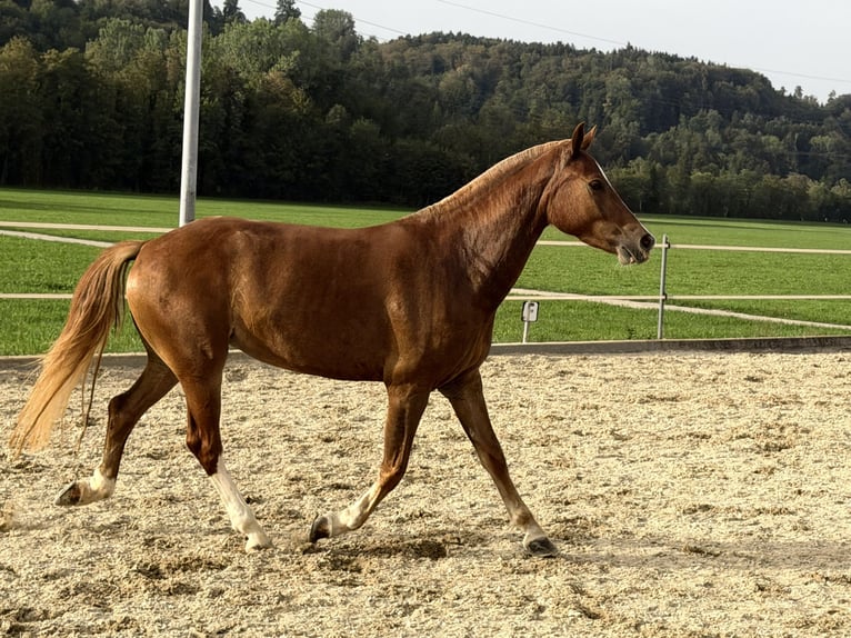 Freiberger Merrie 3 Jaar 151 cm Vos in Niederbüren