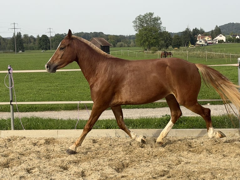 Freiberger Merrie 3 Jaar 151 cm Vos in Niederbüren