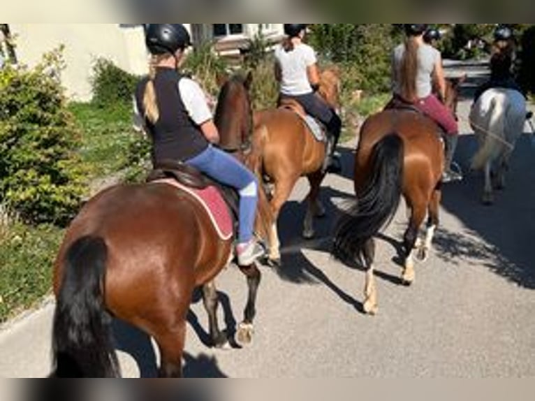 Freiberger Merrie 3 Jaar 152 cm Bruin in Schönholzerswilen