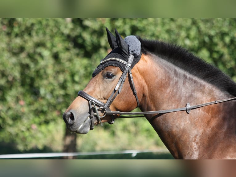 Freiberger Merrie 3 Jaar 153 cm Bruin in Dübendorf