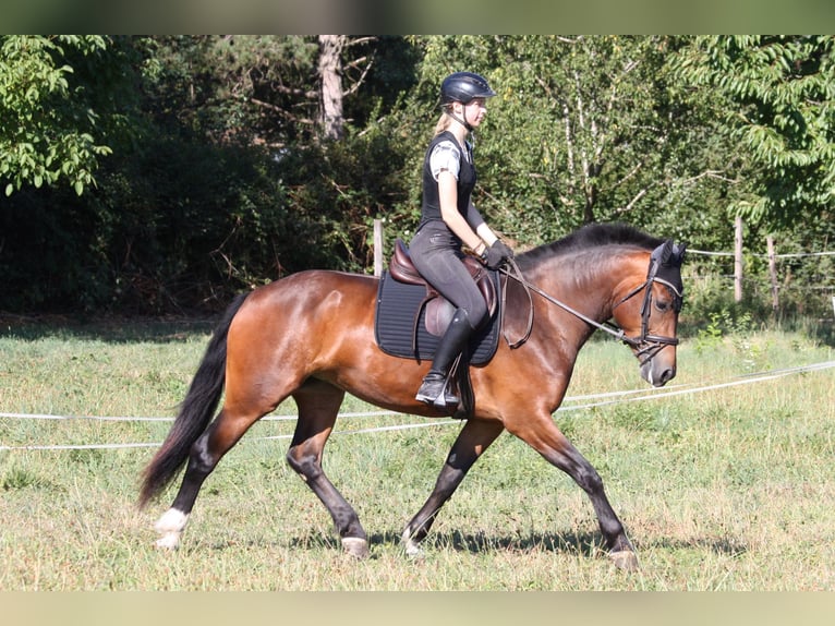 Freiberger Merrie 3 Jaar 153 cm Bruin in Dübendorf