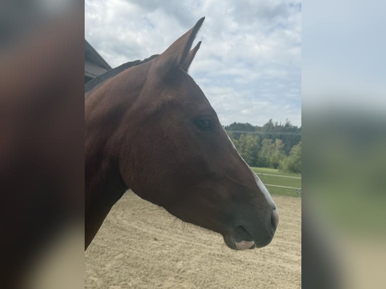 Freiberger Merrie 3 Jaar 153 cm Bruin in Niederbüren