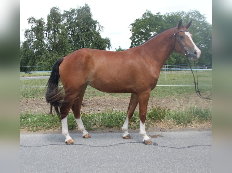 Freiberger Merrie 3 Jaar 154 cm Bruin in Schönholzerswilen