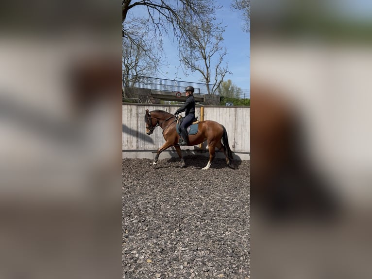 Freiberger Merrie 3 Jaar 154 cm Bruin in Paderborn