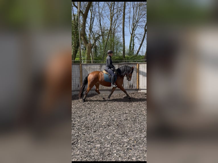 Freiberger Merrie 3 Jaar 154 cm Bruin in Paderborn