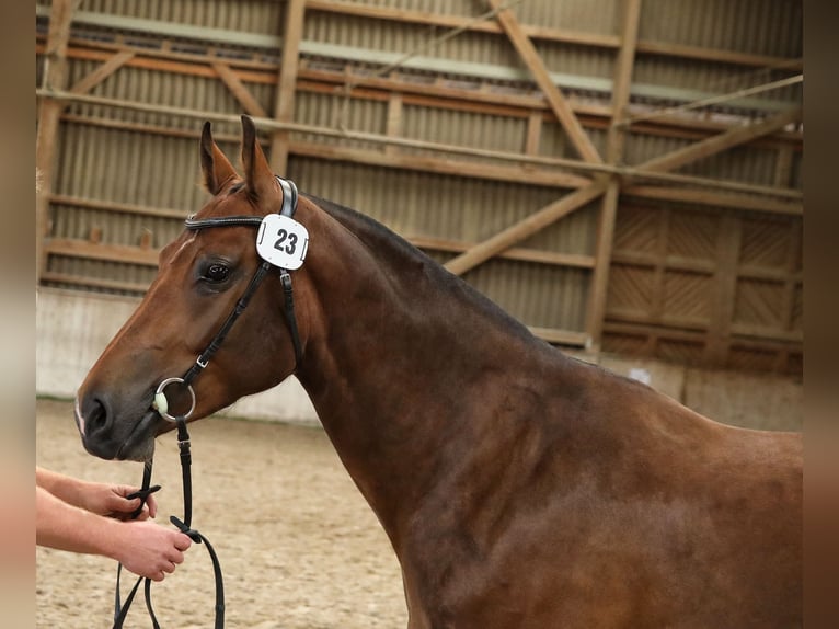 Freiberger Merrie 3 Jaar 155 cm Donkerbruin in Sigigen