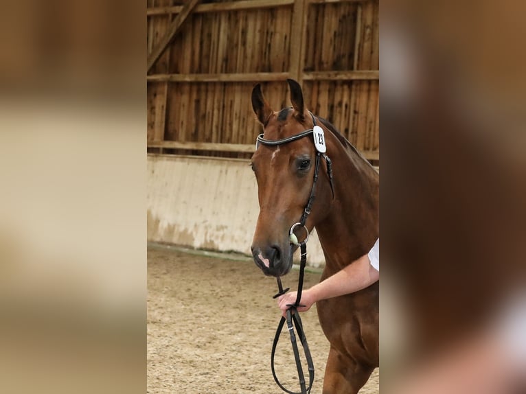 Freiberger Merrie 3 Jaar 155 cm Donkerbruin in Sigigen
