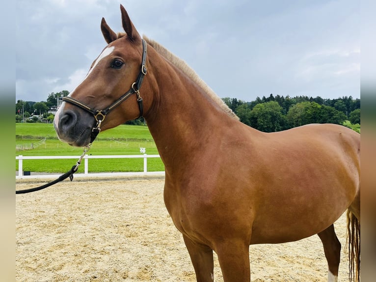 Freiberger Merrie 3 Jaar 155 cm Vos in Dietikon