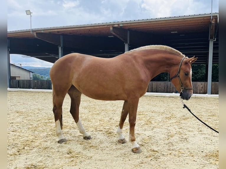 Freiberger Merrie 3 Jaar 155 cm Vos in Dietikon