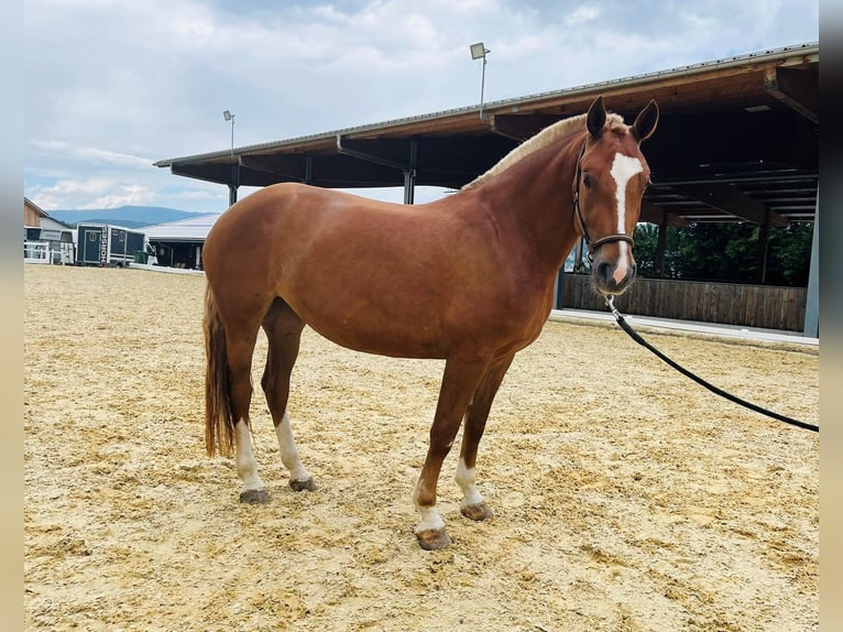 Freiberger Merrie 3 Jaar 155 cm Vos in Dietikon