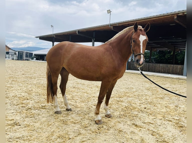 Freiberger Merrie 3 Jaar 155 cm Vos in Dietikon