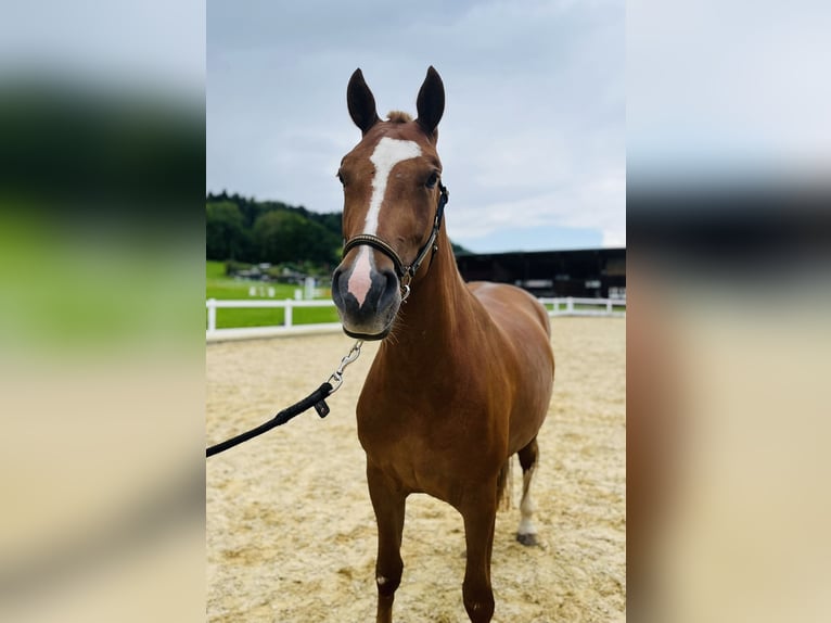 Freiberger Merrie 3 Jaar 155 cm Vos in Dietikon