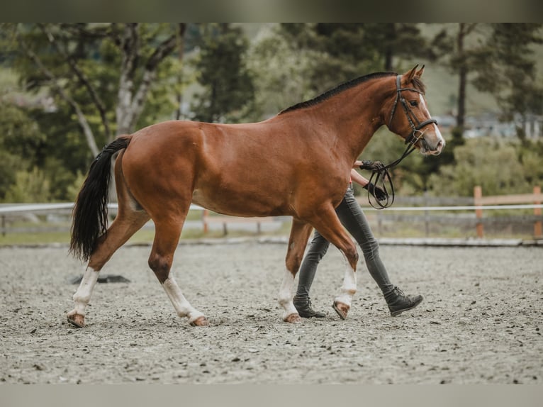 Freiberger Merrie 3 Jaar 156 cm Bruin in Serneus