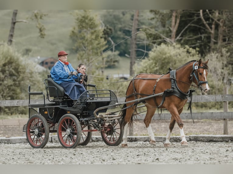 Freiberger Merrie 3 Jaar 156 cm Bruin in Serneus