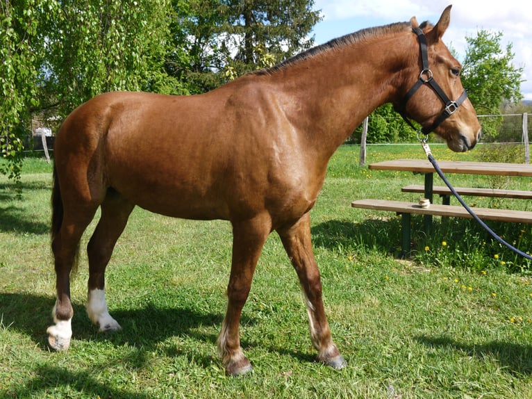 Freiberger Merrie 3 Jaar 157 cm Bruin in Largitzen