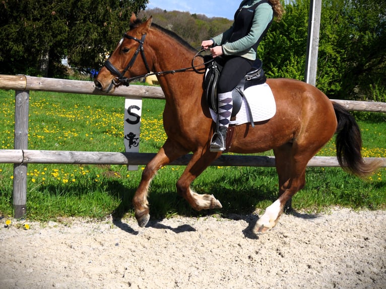 Freiberger Merrie 3 Jaar 157 cm Bruin in Largitzen
