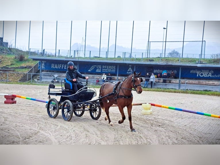 Freiberger Merrie 3 Jaar 157 cm Bruin in Largitzen