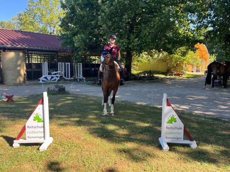 Freiberger Merrie 3 Jaar 157 cm Bruin in Rümmingen