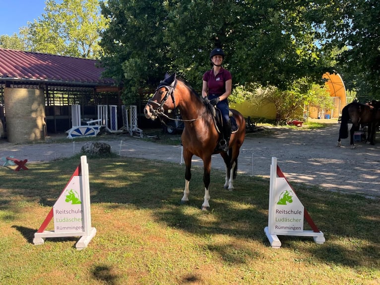 Freiberger Merrie 3 Jaar 157 cm Bruin in Rümmingen