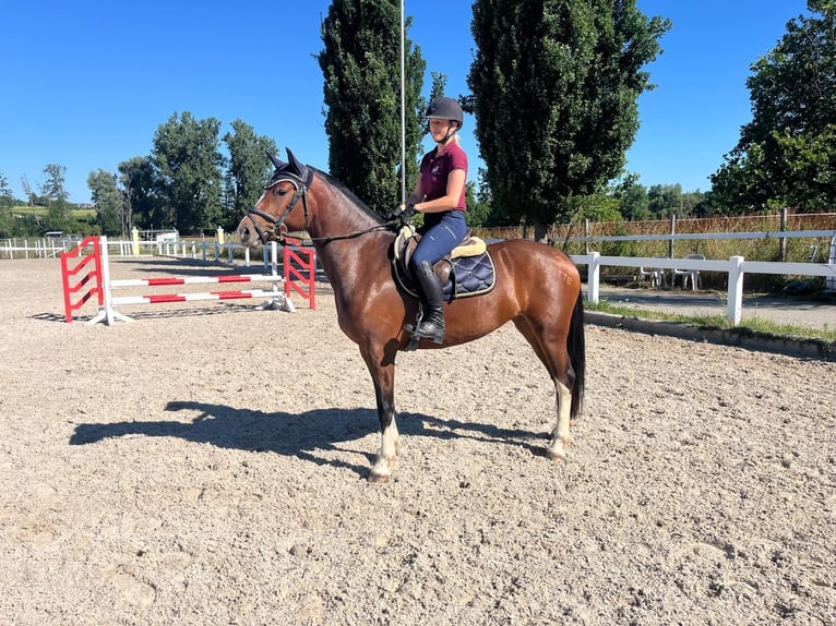 Freiberger Merrie 3 Jaar 157 cm Bruin in Rümmingen