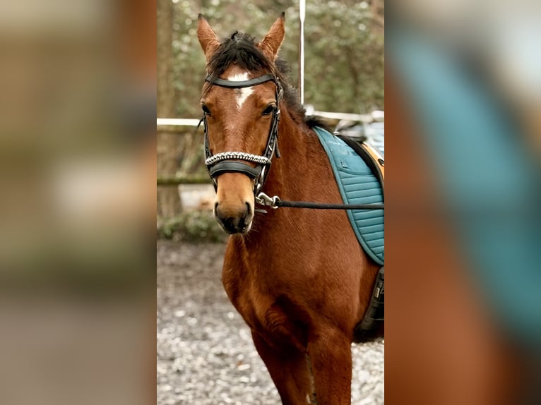 Freiberger Merrie 3 Jaar 157 cm Bruin in Paderborn