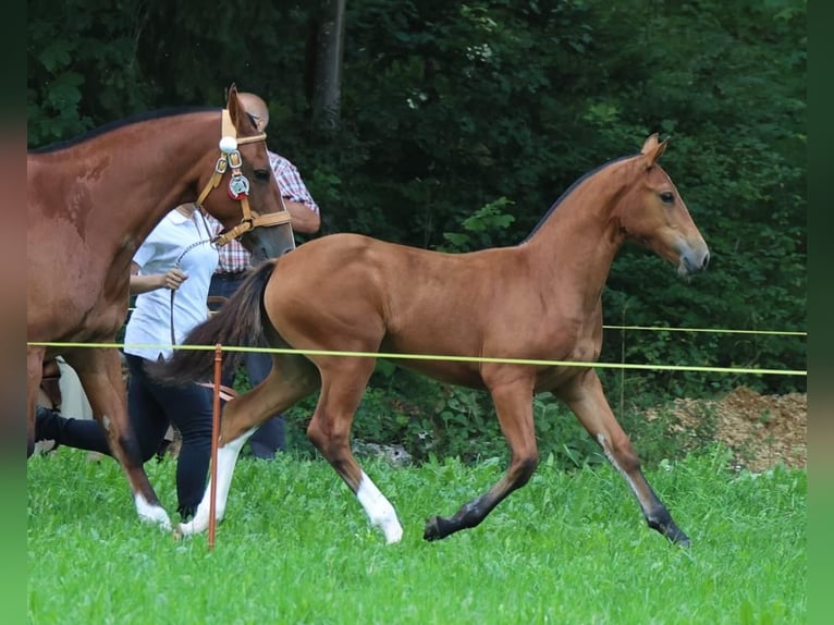Freiberger Merrie 3 Jaar 157 cm Bruin in Paderborn
