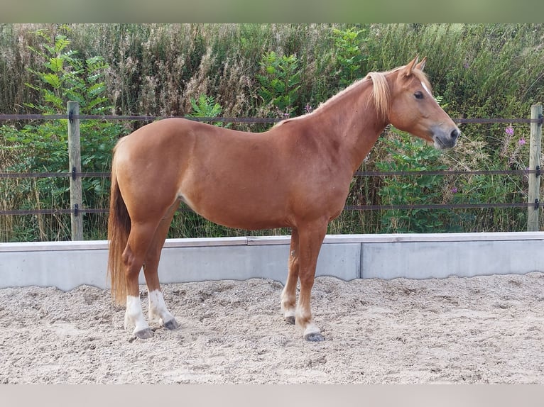 Freiberger Merrie 3 Jaar 157 cm Vos in Doppleschwand
