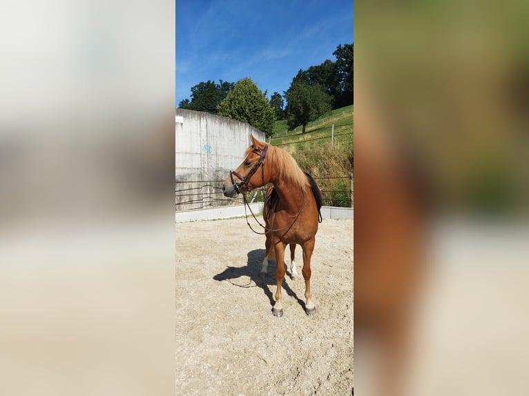 Freiberger Merrie 3 Jaar 157 cm Vos in Doppleschwand