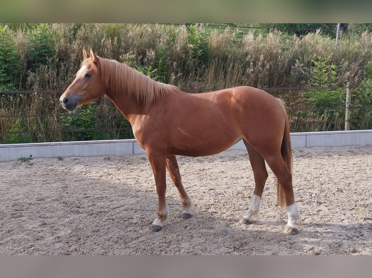 Freiberger Merrie 3 Jaar 157 cm Vos in Doppleschwand