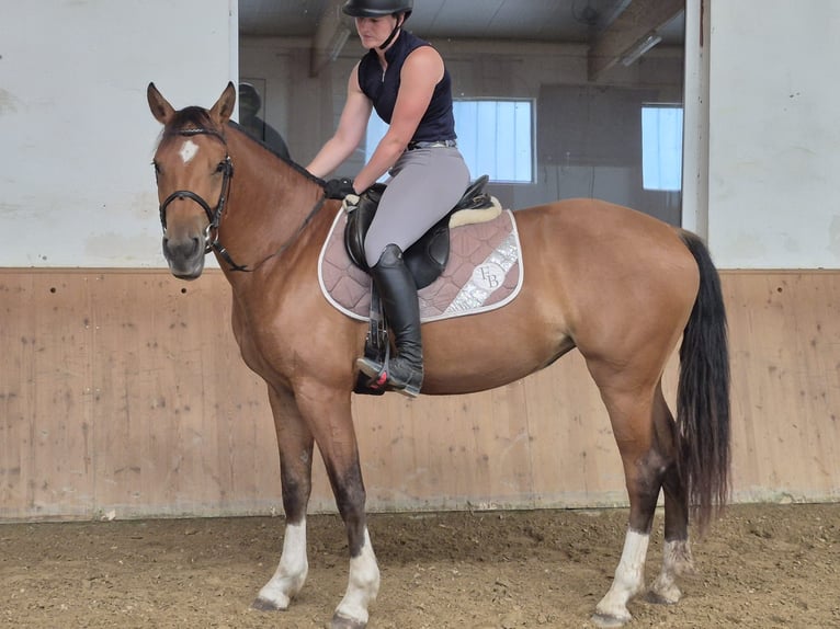 Freiberger Merrie 3 Jaar 160 cm Bruin in Niederneisen