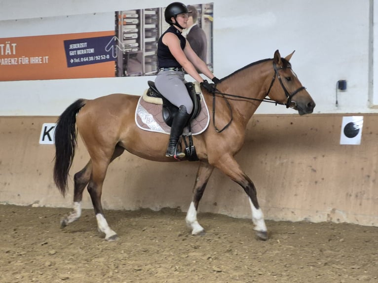 Freiberger Merrie 3 Jaar 160 cm Bruin in Niederneisen