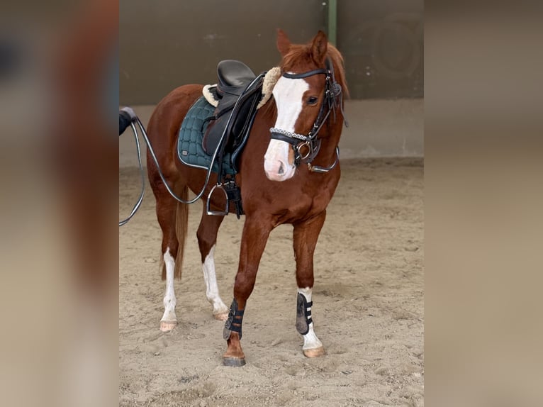 Freiberger Merrie 3 Jaar 160 cm Vos in Paderborn
