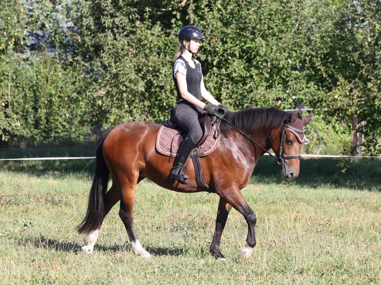Freiberger Merrie 4 Jaar 150 cm  in Dübendorf