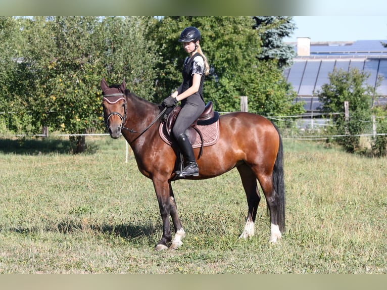 Freiberger Merrie 4 Jaar 150 cm  in Dübendorf