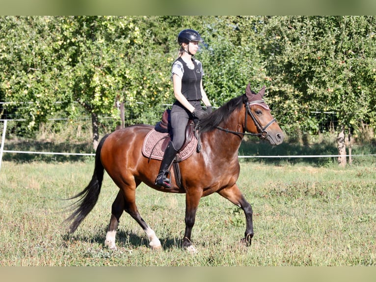 Freiberger Merrie 4 Jaar 150 cm  in Dübendorf