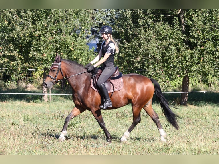 Freiberger Merrie 4 Jaar 150 cm  in Dübendorf