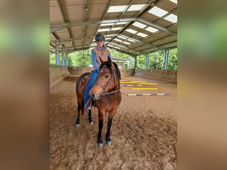 Freiberger Merrie 4 Jaar 152 cm Bruin in Kasendorf