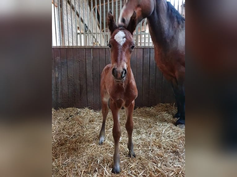 Freiberger Merrie 4 Jaar 153 cm Bruin in Oftringen