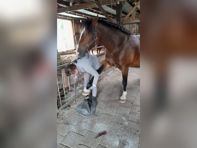 Freiberger Merrie 4 Jaar 153 cm Donkerbruin in Bremen