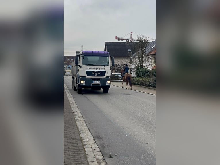 Freiberger Merrie 4 Jaar 156 cm Bruin in Rümmingen