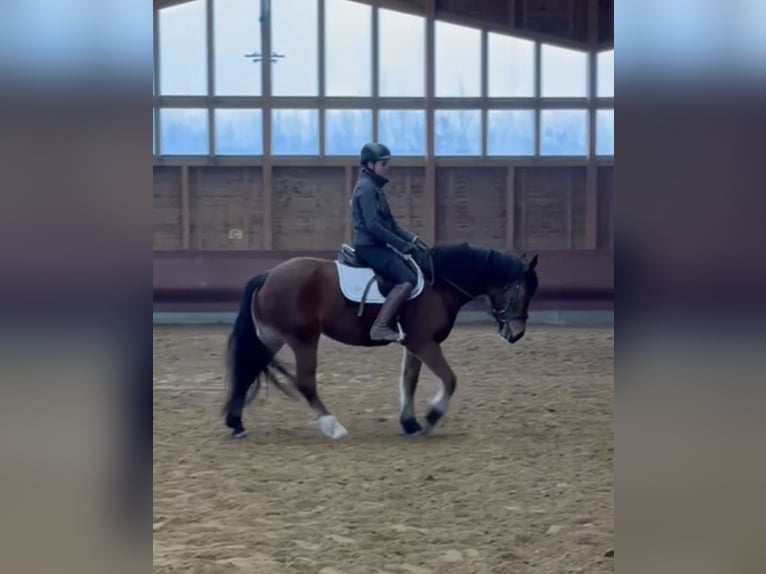 Freiberger Merrie 4 Jaar 156 cm Bruin in Achstetten