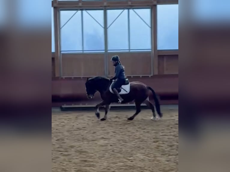 Freiberger Merrie 4 Jaar 156 cm Bruin in Achstetten